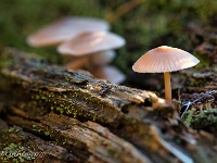 20201023 0057 : Paddenstoelen