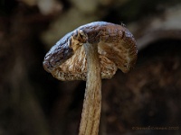 20201023 21 29 focusstacking : Paddenstoelen