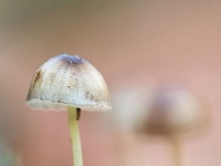 20201031 0208 : Paddenstoelen