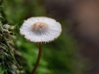 20201031 0211 : Paddenstoelen