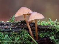 20201031 111 132 focusstacking : Paddenstoelen