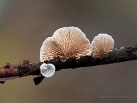 20201031 78 86 1 focsstacking : Paddenstoelen