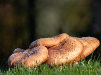 20201105 54 64 focusstacking : Paddenstoelen