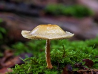 2022011030 240 249 focusstacking : Paddenstoelen