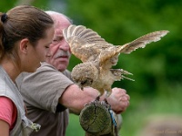 20170802 0083 : Falconcrest Valkerij Centrum Eindhoven