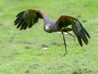 20170802 0153 : Falconcrest Valkerij Centrum Eindhoven