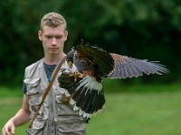 20170802 0157 : Falconcrest Valkerij Centrum Eindhoven