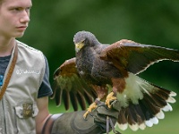 Roofvogels