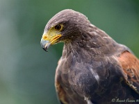 20170802 0192 : Falconcrest Valkerij Centrum Eindhoven