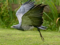 20170802 0243 : Falconcrest Valkerij Centrum Eindhoven