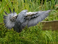 20170802 0249 : Falconcrest Valkerij Centrum Eindhoven