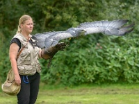 20170802 0255 : Falconcrest Valkerij Centrum Eindhoven