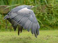 20170802 0258 : Falconcrest Valkerij Centrum Eindhoven