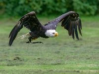 20170802 0327 : Falconcrest Valkerij Centrum Eindhoven