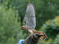 20170802 0349 : Falconcrest Valkerij Centrum Eindhoven