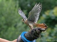 20170802 0351 : Falconcrest Valkerij Centrum Eindhoven