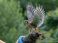 20170802 0358 : Falconcrest Valkerij Centrum Eindhoven