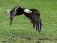 20170802 0420 : Falconcrest Valkerij Centrum Eindhoven