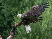 20170802 0435 : Falconcrest Valkerij Centrum Eindhoven