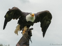 20170802 0459 : Falconcrest Valkerij Centrum Eindhoven