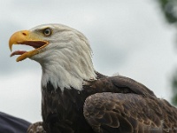 20170802 0466 : Falconcrest Valkerij Centrum Eindhoven