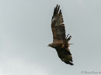 20170802 0475 : Falconcrest Valkerij Centrum Eindhoven