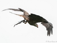 20170802 0523 : Falconcrest Valkerij Centrum Eindhoven