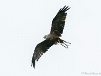 20170802 0539 : Falconcrest Valkerij Centrum Eindhoven