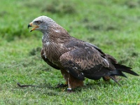 20170802 0556 : Falconcrest Valkerij Centrum Eindhoven