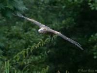 20170802 0564 : Falconcrest Valkerij Centrum Eindhoven