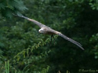 20170802 0564 : Falconcrest Valkerij Centrum Eindhoven