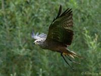 20170802 0567 : Falconcrest Valkerij Centrum Eindhoven