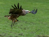 20170802 0576 : Falconcrest Valkerij Centrum Eindhoven