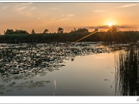 20140730 0056 1 : Ringselven