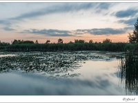 20140730 0089 : Ringselven