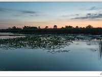 20140730 0096 : Ringselven