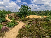 20170814 0011  De heide begint te bloeien... : Oudsberg