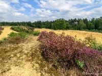 20170814 0013  ...nou ja, echt veel heide staat er nog niet... : Oudsberg