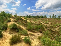 20170814 0042  ... er is enige jaren begonnen met kaalkap... : Oudsberg