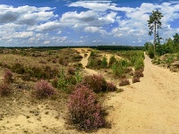 20170814 0066-Pano  ... ene dennenboom hebben ze laten staan... : Belgie, Gruitrode, Oudsberg, Plaatsen