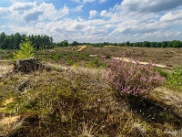 20170814 0086  ... dit wordt over enkele jaren een mooi heide gebied... : Oudsberg