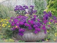 sized_Kruidtuin_20080704_04