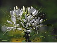 sized_Kruidtuin_20080704_21