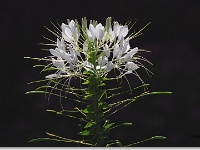sized_Kruidtuin_20080704_22