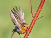 20160310 0008 : Roodborstjes