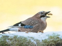 20170121 0004 1 : Vlaamse gaai