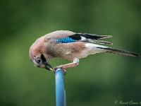 20170615 0003 : Vlaamse gaai