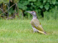 20170729 0012 : Spechten, Groene specht