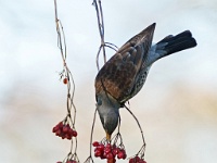 20180214 0004 : Kramsvogel