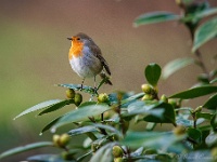 20181211 0005 : Roodborstjes